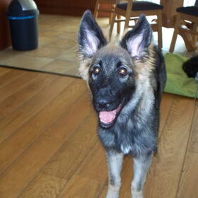 Shiloh Shepherd