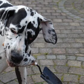 Ginny helpt met tuinieren .