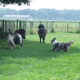 Ik breng de paarden wel naar stal
