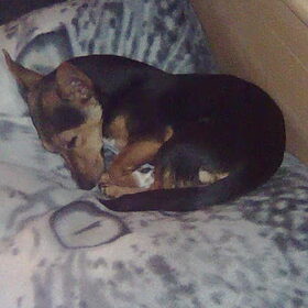 rocky ligt te slapen