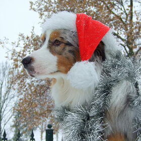 kerstman Darco