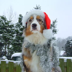 kerstman darco 2