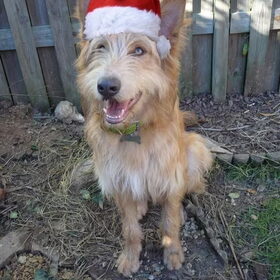 Paco aan het poseren voor de foto voor onze kerstkaart...