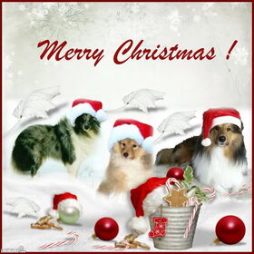 Een Sheltie Kerst!
