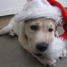 Baloe in kerstsfeer