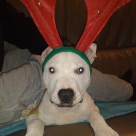 Rendier Ziggy