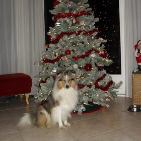 Sitting by the christmas tree