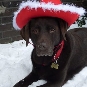Coco met kerst
