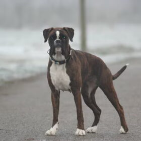 imrah de boxer
