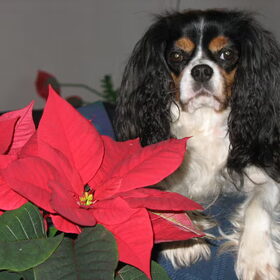 prettige kerstdagen!