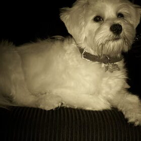 Kaily