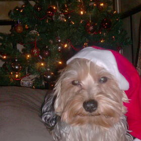 Merry Christmas !
