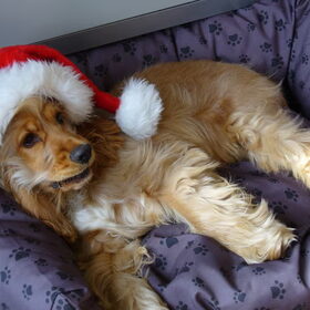 de kerstpose