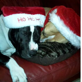 santa,s kerst hulpjes