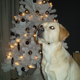 Scott bij de kerstboom