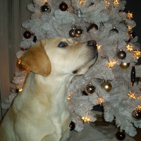 scott bij de kerstboom