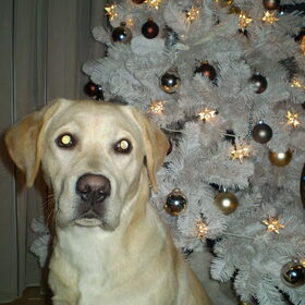 scoot bij de kerstboom