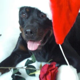 Kerstkaart van onze schat