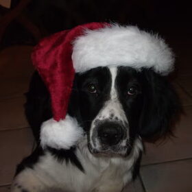 testo in kerst stemming