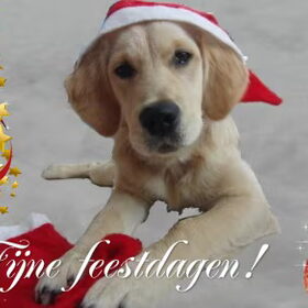 Kiki met een echte kerstmuts