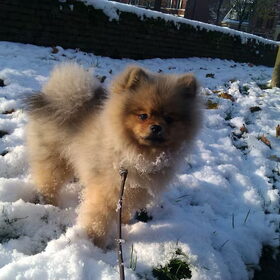 sneeuw pip