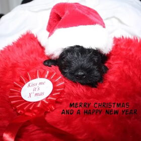 Puppykerst