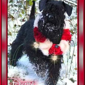 Dyma kerst