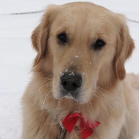 Kadootje voor de Kerst. Mét strikje