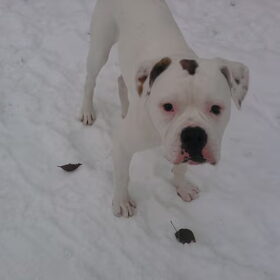 in de sneeuw