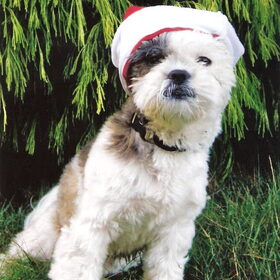 kerst