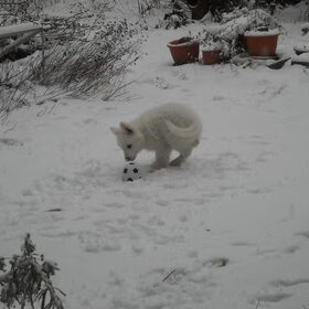 Indy haar eerste sneeuw vorig jaar.