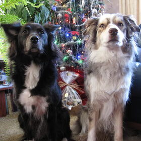 Samen voor de kerstboom