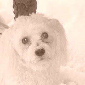 sneeuwpret