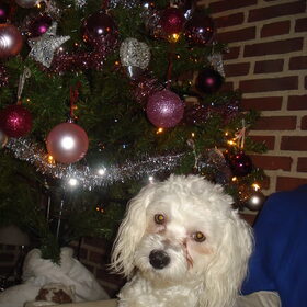 Kerstboom