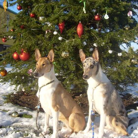 Kerst 2010
