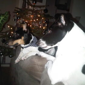 Samen voor de kerstboom