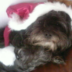 Chelsea met de kerst.