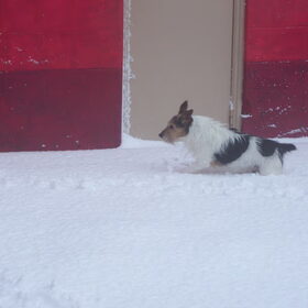 Tjoepie in de sneeuw !