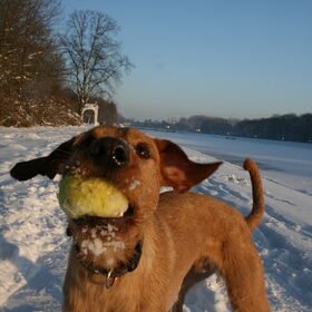 Sneeuwpret met Mojo
