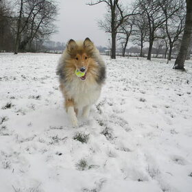 Lieve Cooper