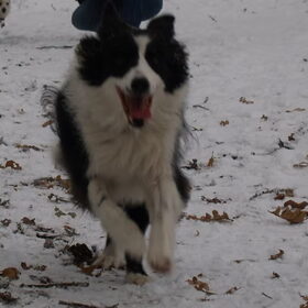 Taz in de sneeuw