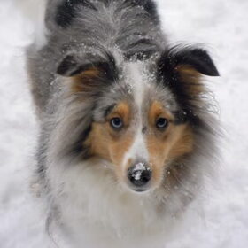 Winterhondje