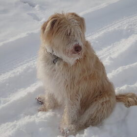 Sneeuwmonster