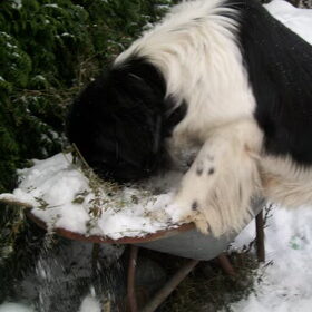 Reina is dol op sneeuw...