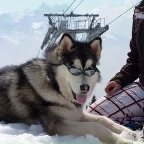 Yaco op skivakantie