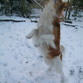 scotty in de sneeuw