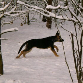 Arco sluipt doorheen de sneeuw