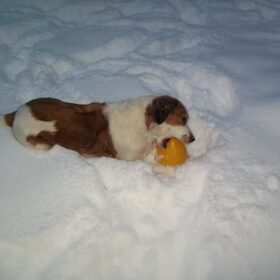 roxie in de sneeuw