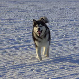 Run Yaco Run