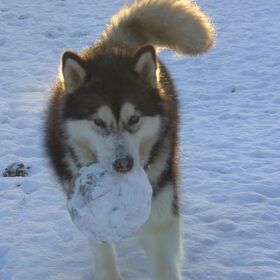 Sneeuwbal, voetbal? Wat maakt het uit!